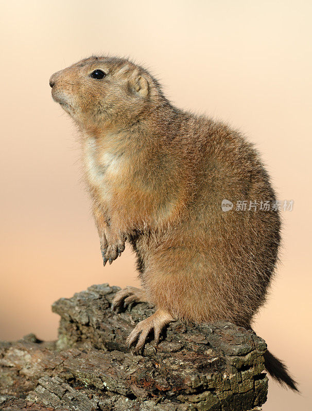 黑尾草原犬(Cynomys ludocianus)